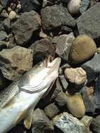 Image of Gray weakfish