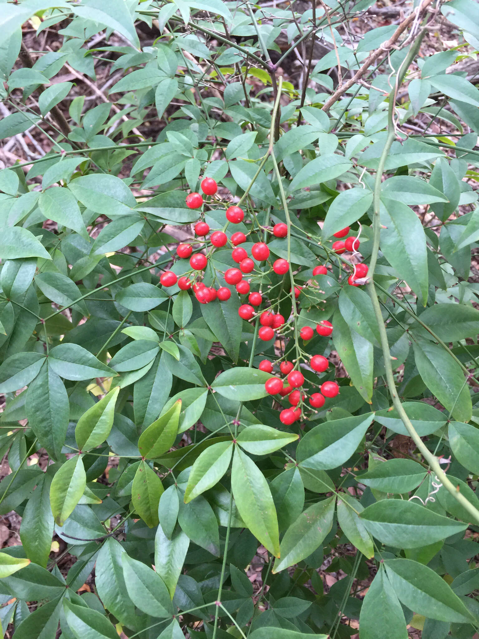 Image of nandina