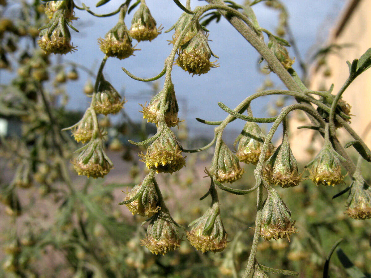 Image de Artemisia sieversiana Ehrh. ex Willd.