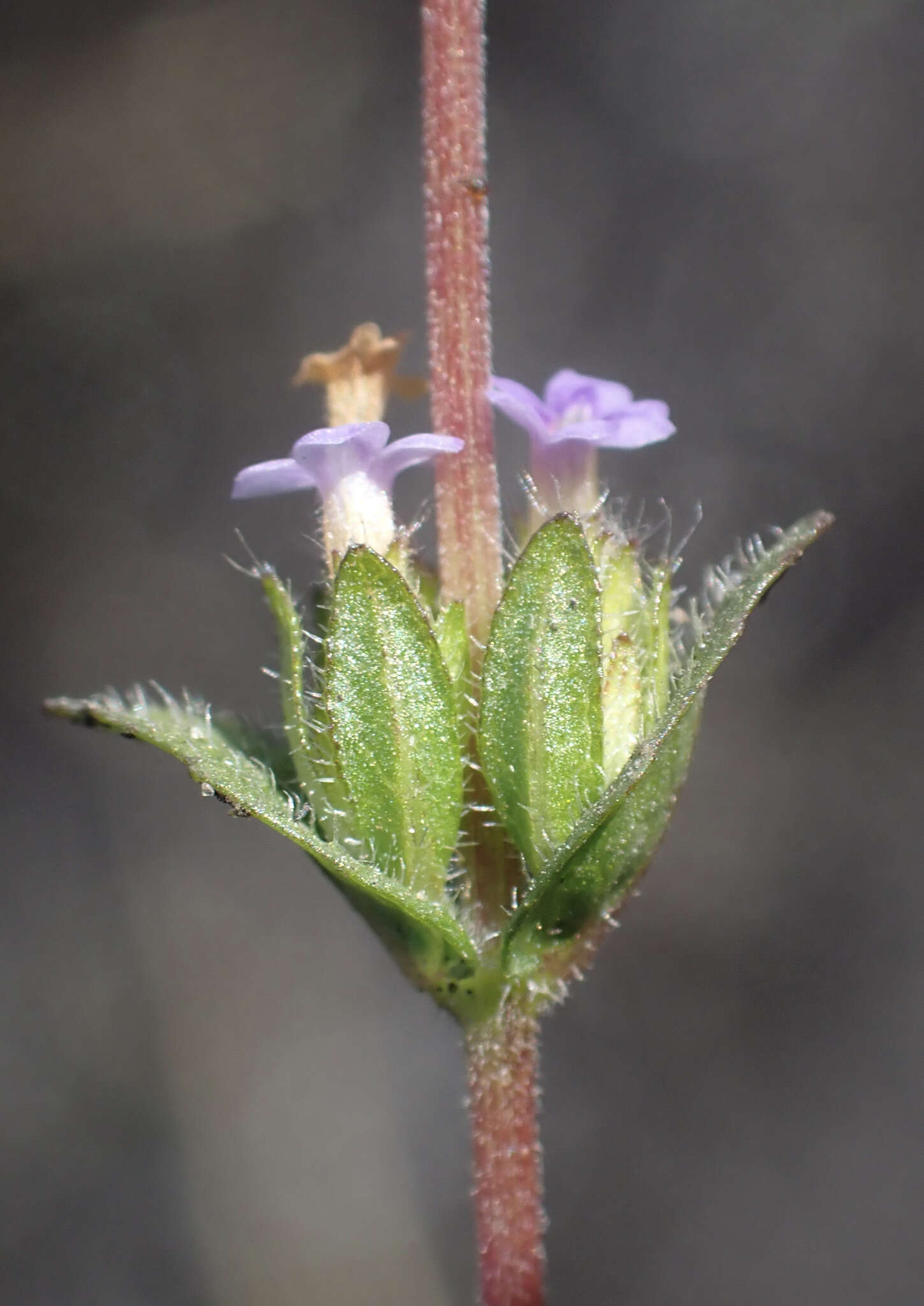 Image of Hygrophila abyssinica (Hochst. ex Nees) T. Anders.
