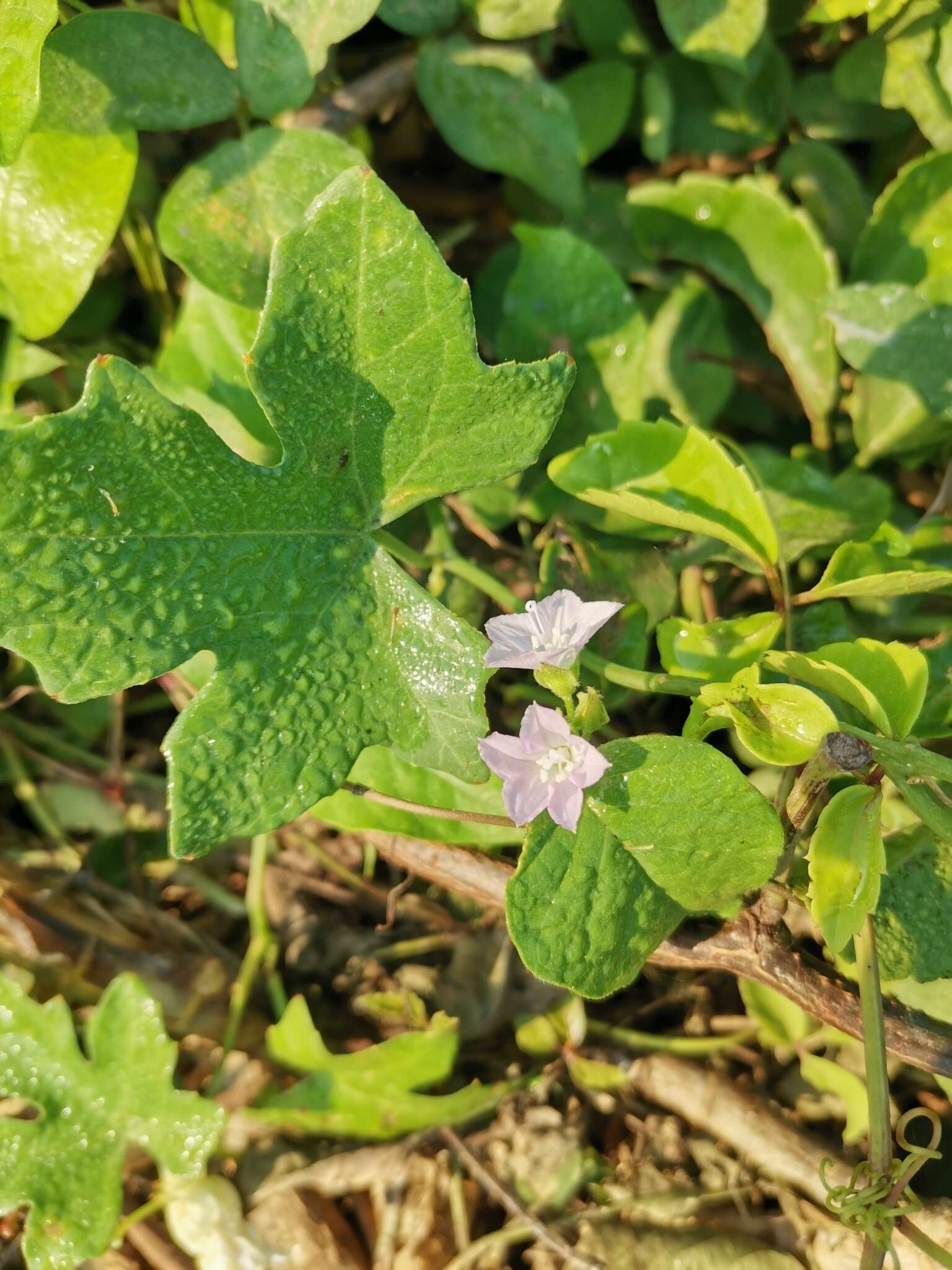 Image of Jacquemontia paniculata (Burm. fil.) Hall. fil.