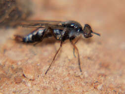 Image of Schoutedenomyia antennata (Krober 1939)