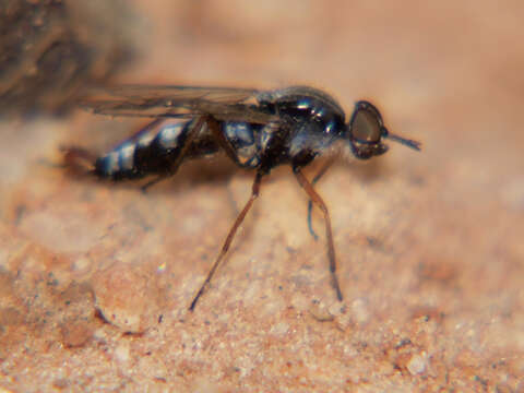 Plancia ëd Schoutedenomyia