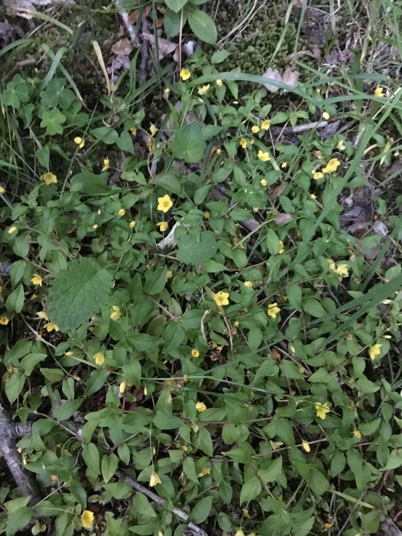 Lysimachia nemorum L. resmi