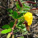 Image of Chamaecrista ramosa (Vogel) H. S. Irwin & Barneby