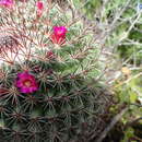 Image of Mammillaria rhodantha subsp. rhodantha