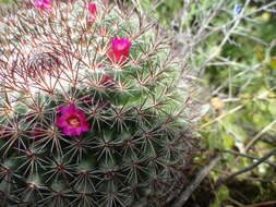 Image of Mammillaria rhodantha subsp. rhodantha