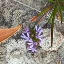 Sivun Anthotium humile R. Br. kuva