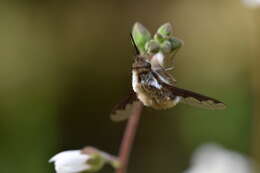 Image of Bombylius anthophilus Evenhius 1983