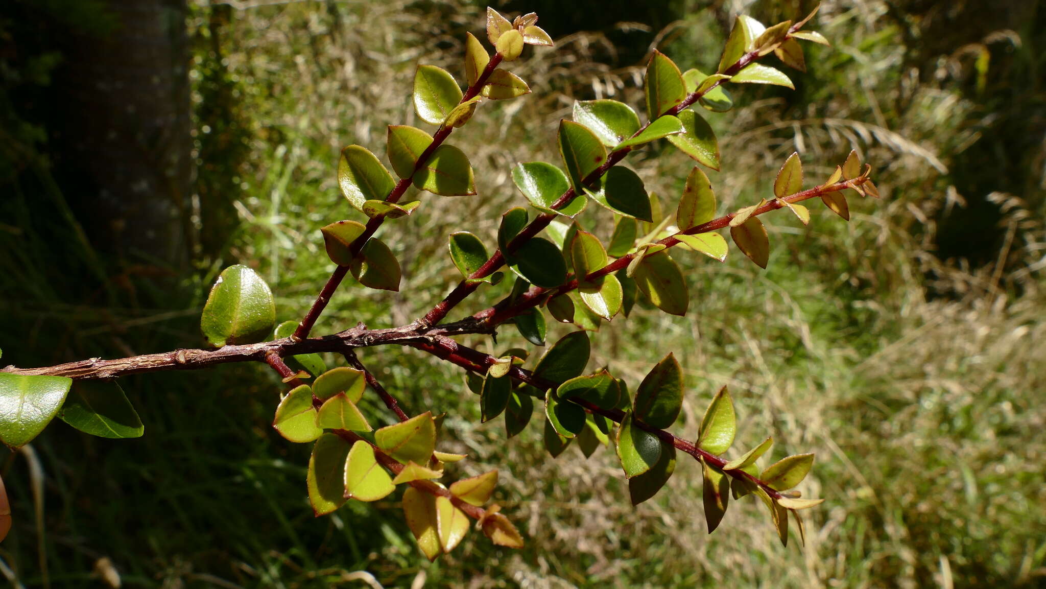 Image de Metrosideros diffusa (Forst. fil.) Smith