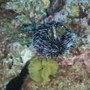 Image of Lamington urchin