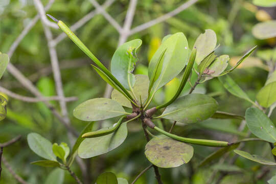 Image of Ceriops decandra (Griffith) Ding Hou