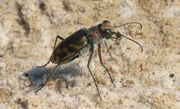 Image of Oblique tiger beetle