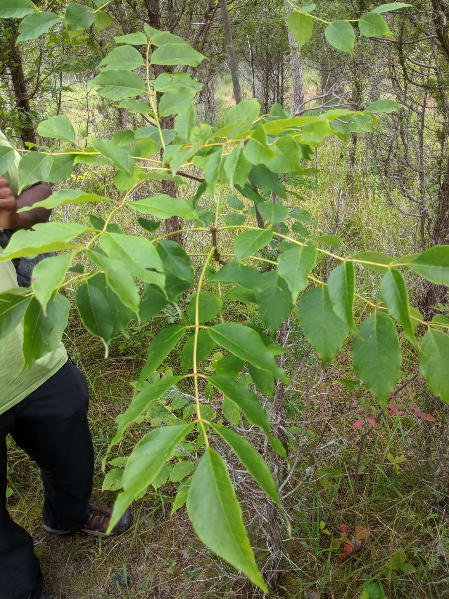 Image of pumpkin ash