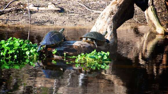 Image of Suwannee cooter