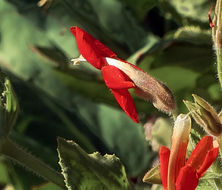 Image of scarlet monkeyflower