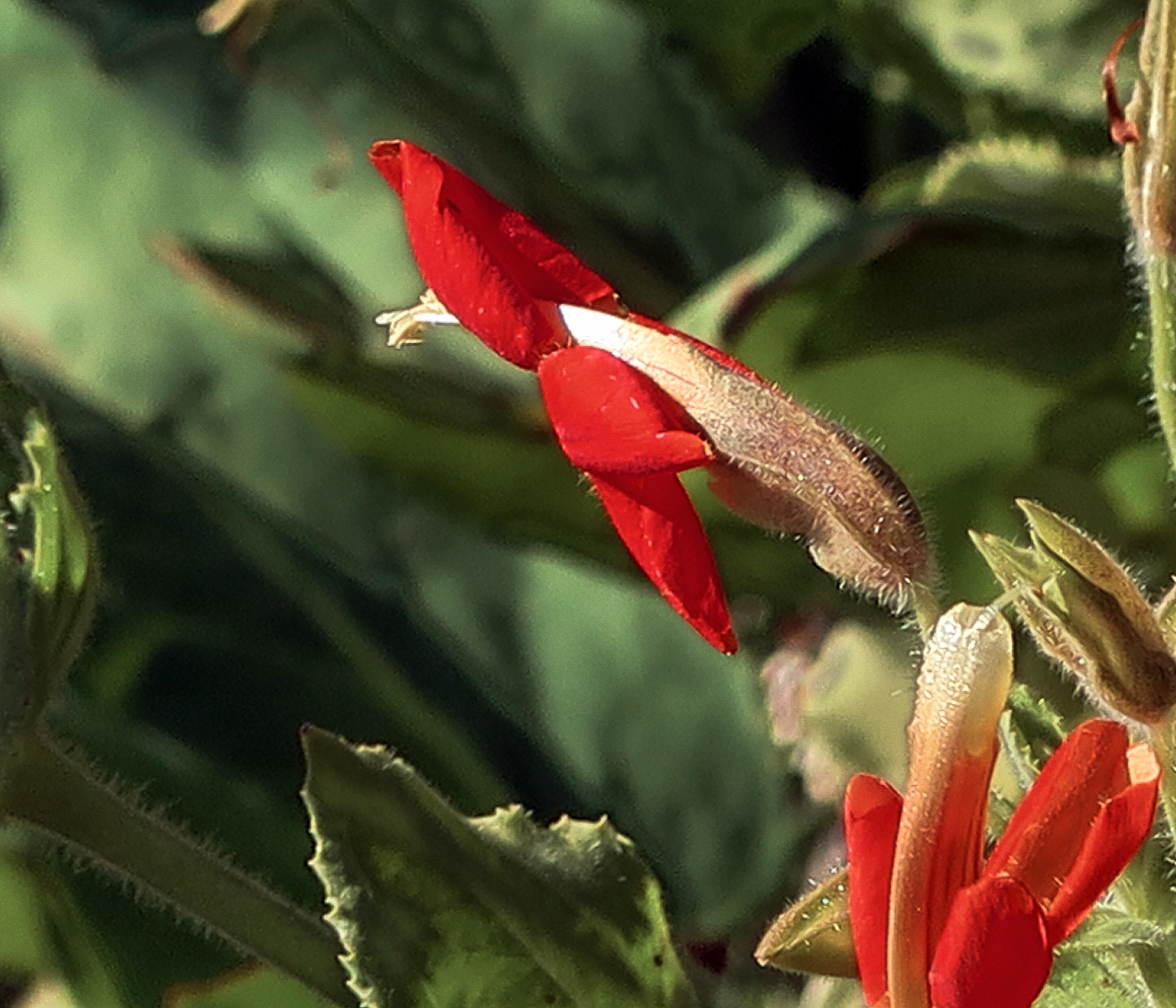 Image of scarlet monkeyflower