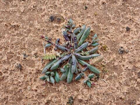 Image of Calandrinia eremaea Ewart