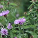 Image of Centaurea phrygia subsp. abnormis (Czer.) Greuter