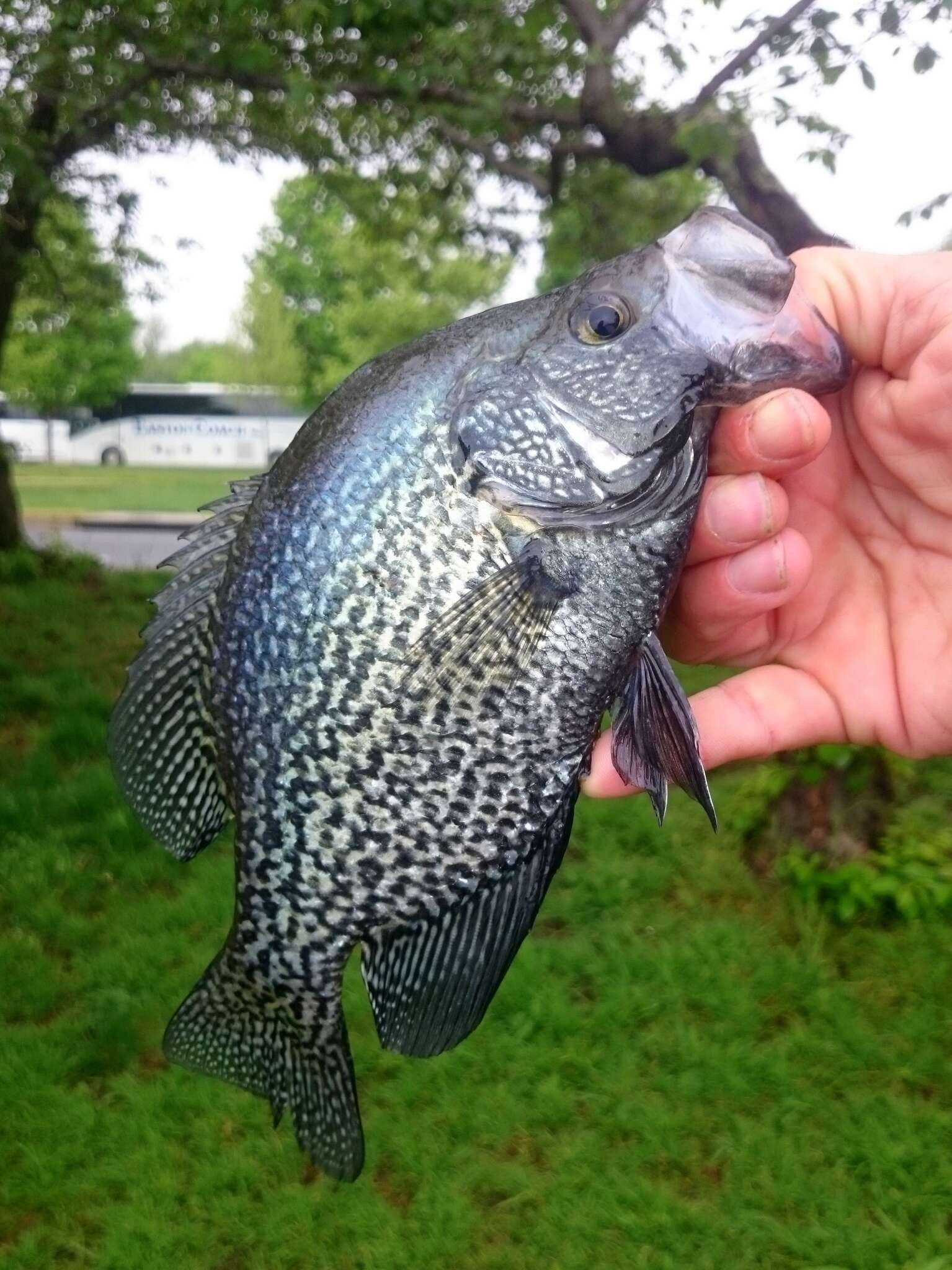 Image of Black Crappie