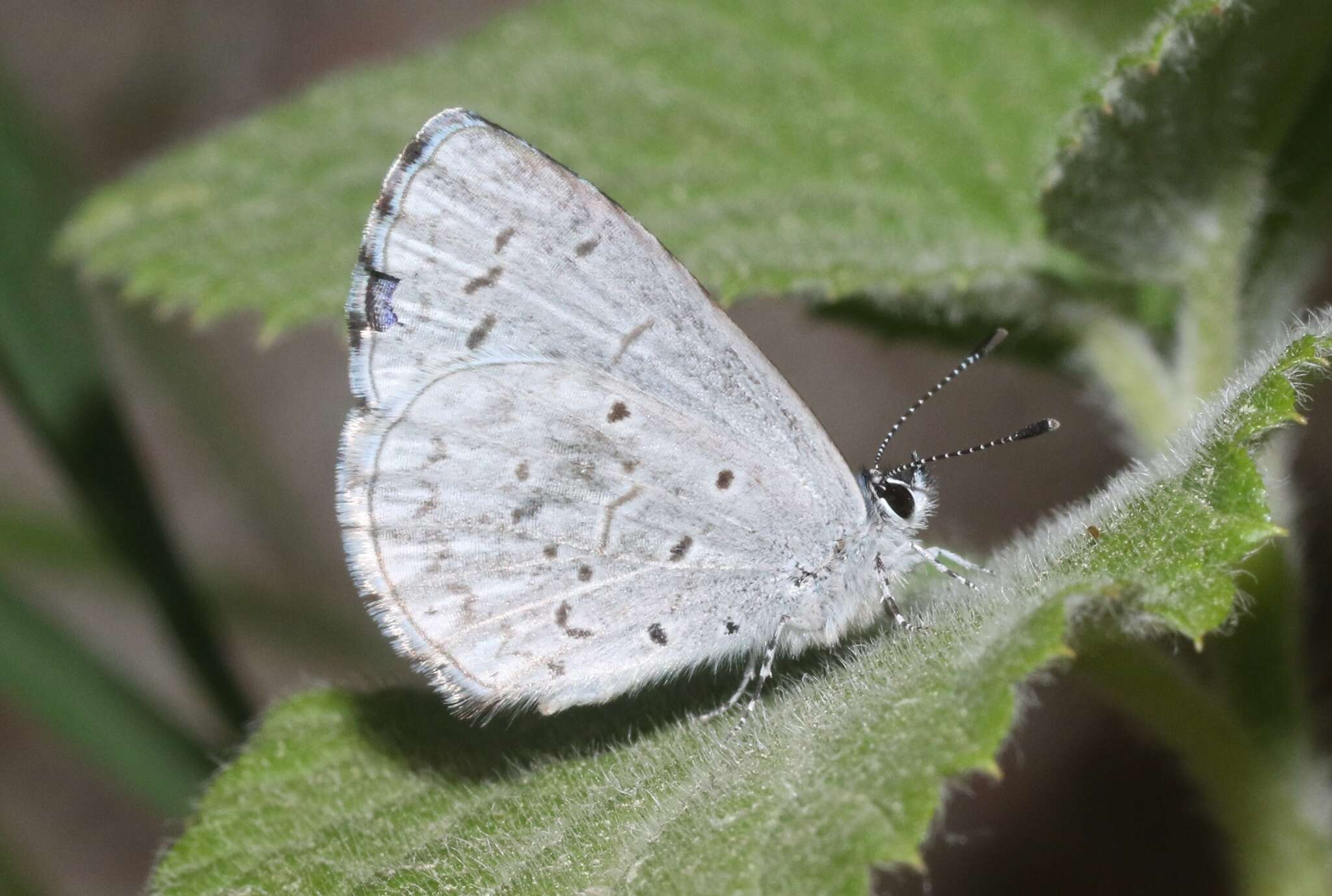 Image of <i>Celastrina humulus</i>