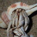 Image of <i>Coenobita variabilis</i>