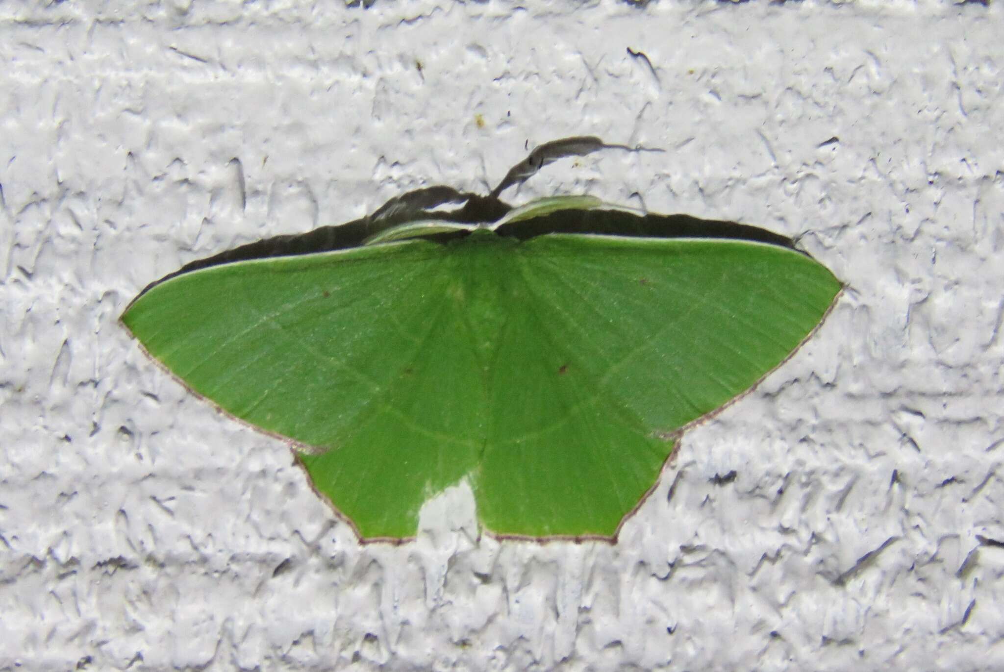 Sivun Chrysochloroma megaloptera Lower 1894 kuva