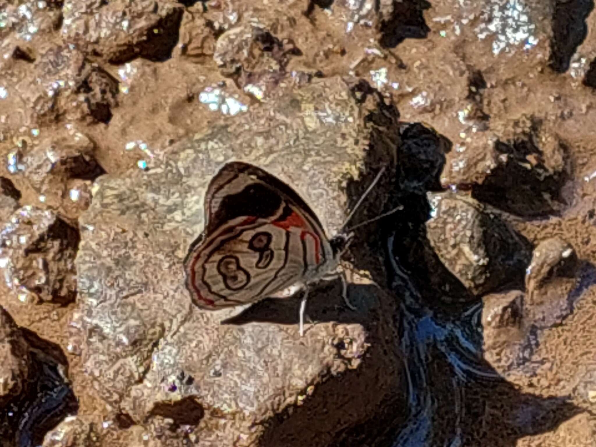 Image of Diaethria asteria Godman & Salvin 1894