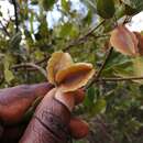 Image de Combretum vendae A. E. van Wyk