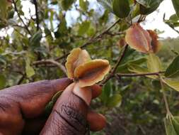 Imagem de Combretum vendae A. E. van Wyk