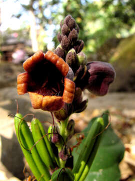 Image of Phlogacanthus gomezii (Nees) J. R. I. Wood