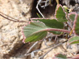 Image of Pelargonium ovale (Burm. fil.) L'Her.