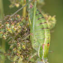 Poecilimon (Poecilimon) elegans Brunner von Wattenwyl 1878 resmi