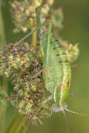 Poecilimon (Poecilimon) elegans Brunner von Wattenwyl 1878 resmi