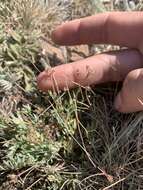 Image of Greenman's biscuitroot