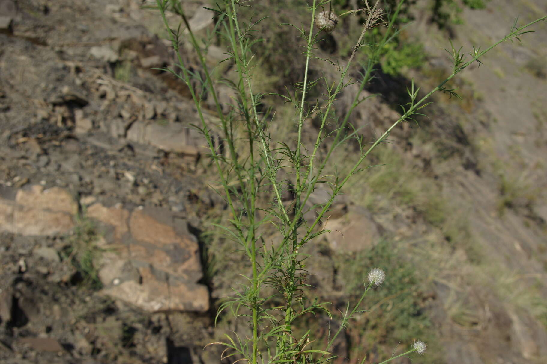 Слика од Callicephalus