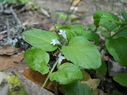 Plancia ëd Micromeria douglasii Benth.