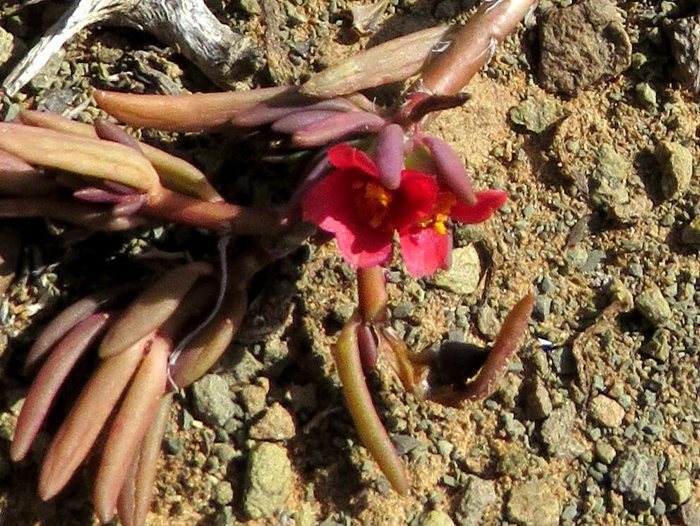 Image of Portulaca kermesina N. E. Brown