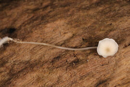 Image of Mycena mirata (Peck) Sacc. 1887