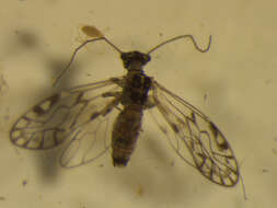 Image of Haplophallus maculatus (Tillyard 1923)
