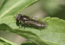 Platycheirus ambiguum (Fallén 1817) resmi