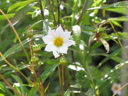 Image of Dahlia merckii Lehm.