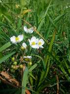 Sagittaria latifolia Willd. resmi