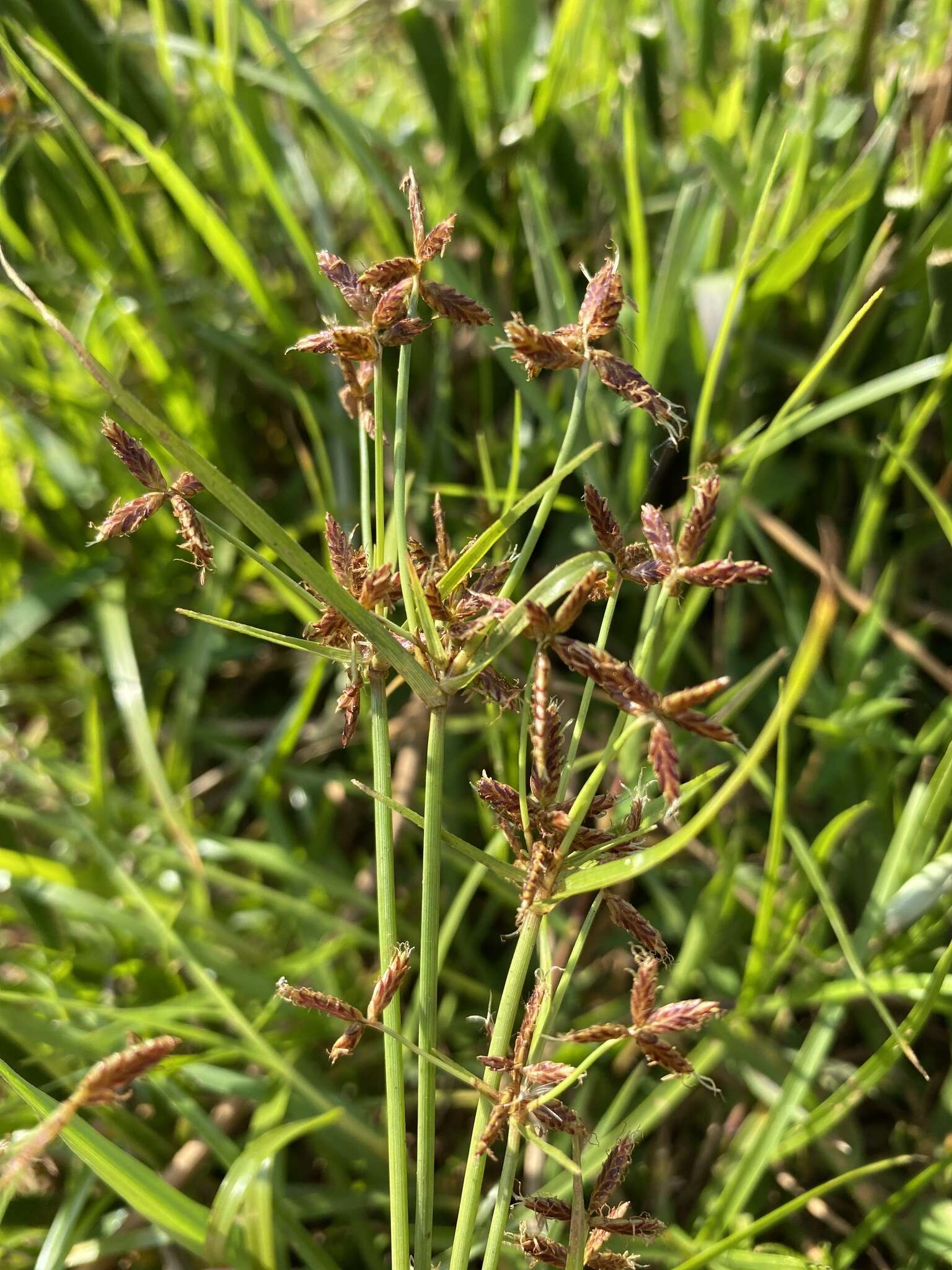 Image of Cyperus mundii (Nees) Kunth