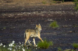 Image of Eurasian Wolf