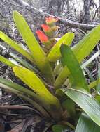 Image of Guzmania gloriosa (André) André ex Mez