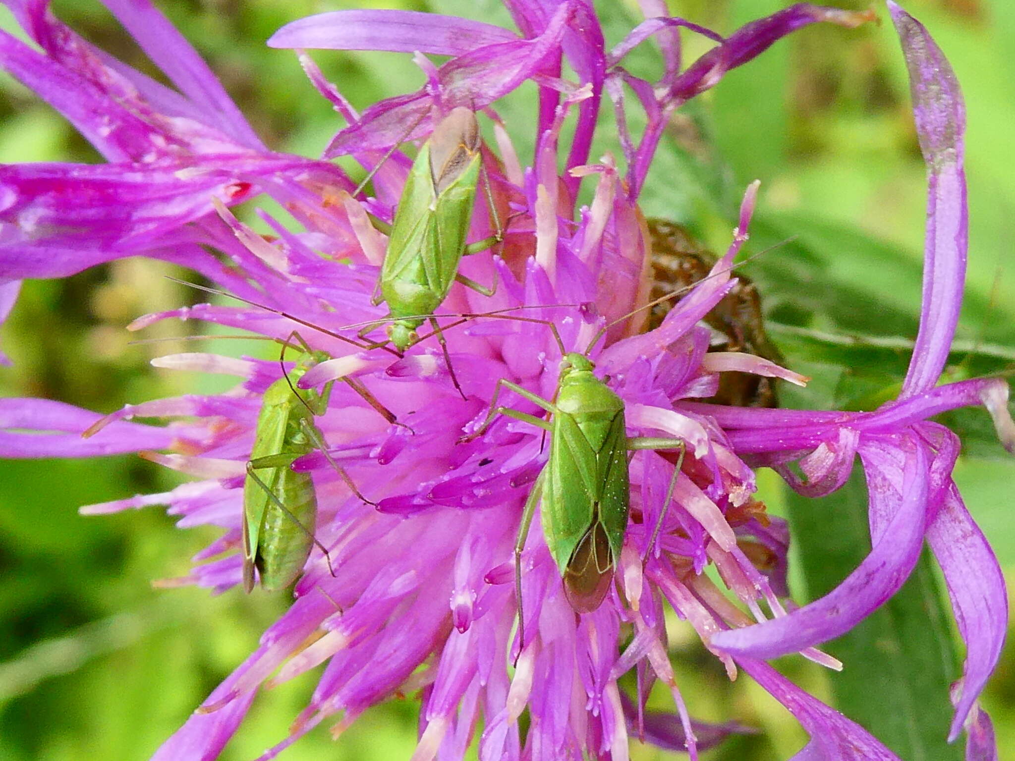 Image de Calocoris affinis (Herrich-Schaeffer 1835)