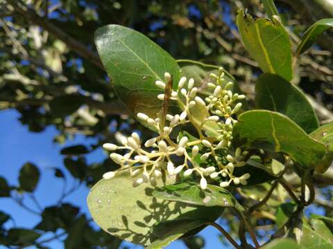 Plancia ëd Apodytes dimidiata subsp. dimidiata