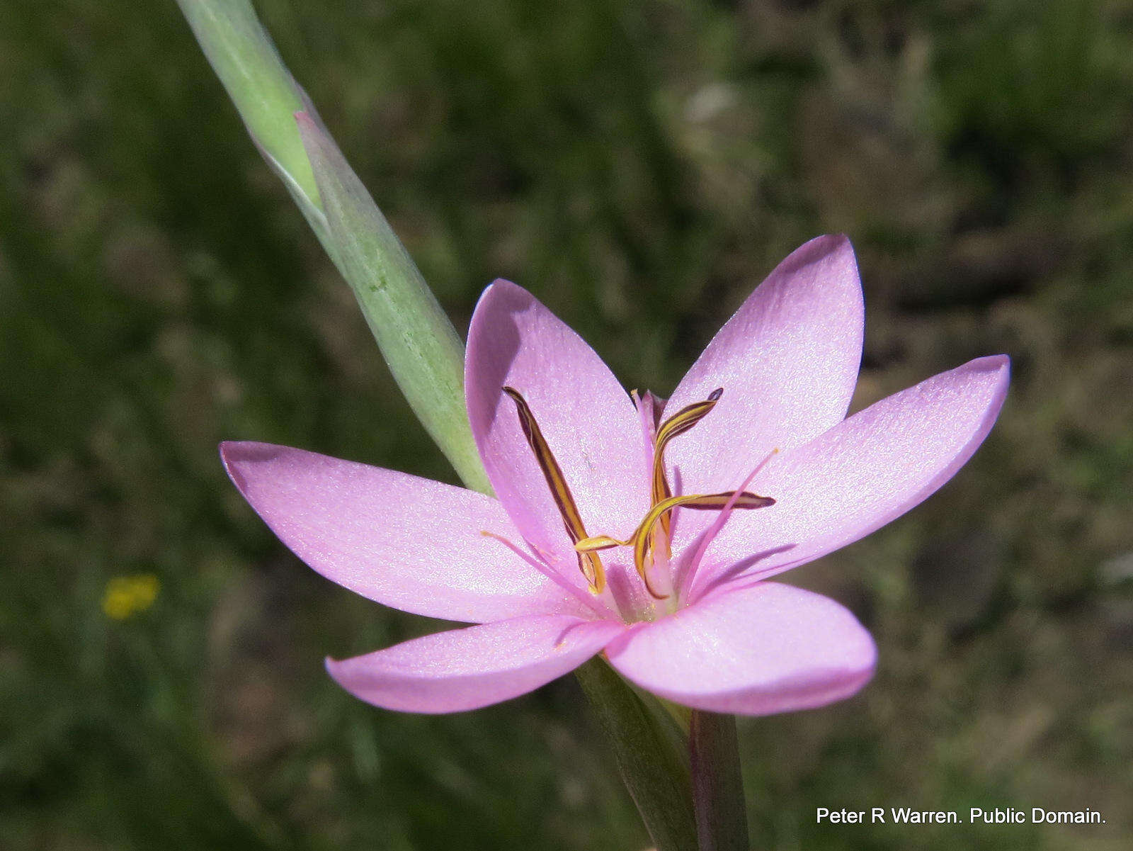 Plancia ëd Hesperantha baurii subsp. baurii