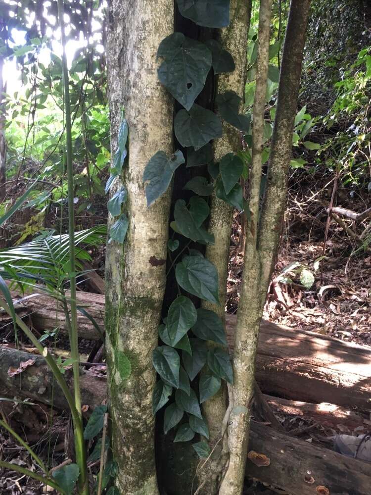 Image of Australian pepper